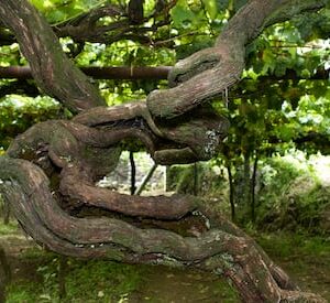 Cata de Bodegas Do Ferreiro