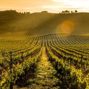 Cata de Grupo Alma de Carraovejas