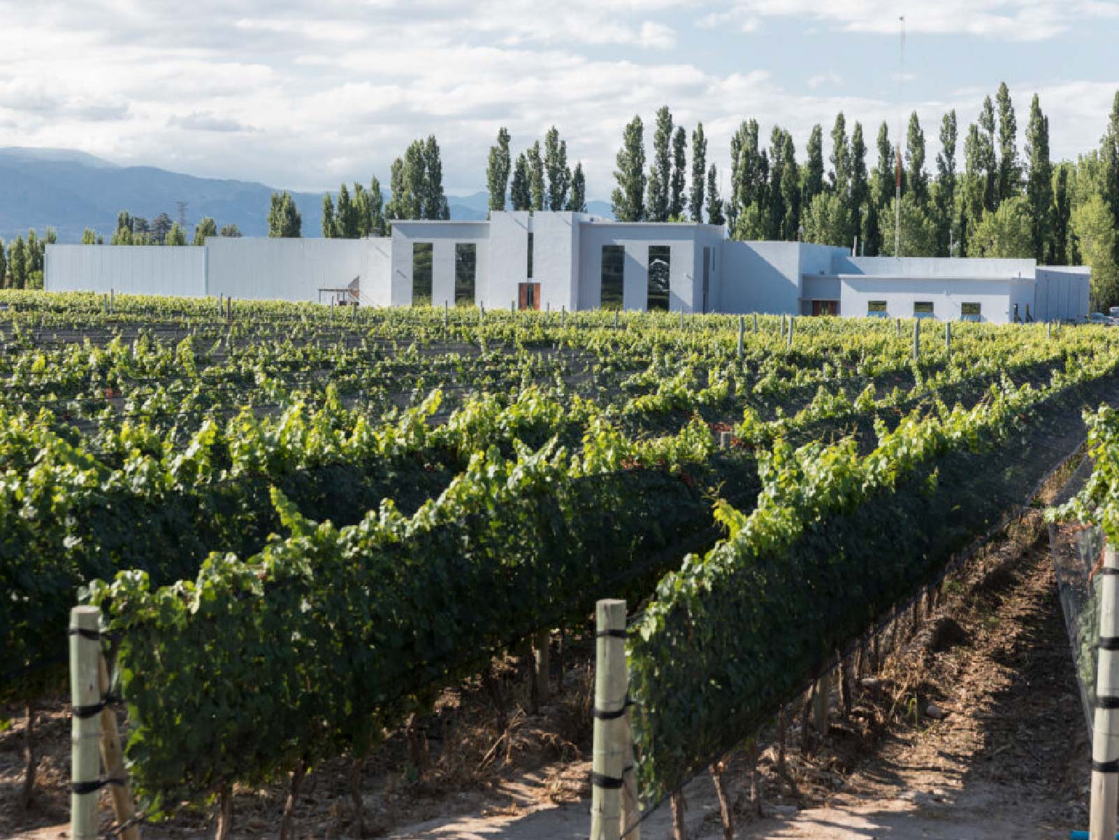 Cata de contraste: Argentina vs. Ribeira Sacra