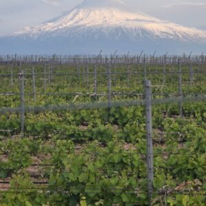Cata de vinos de Armenia
