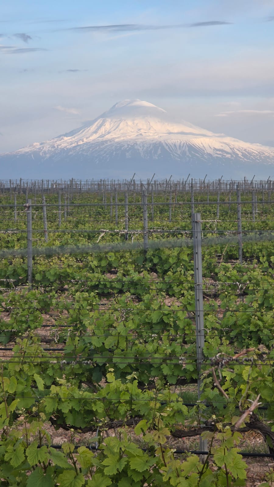 Cata de vinos de Armenia
